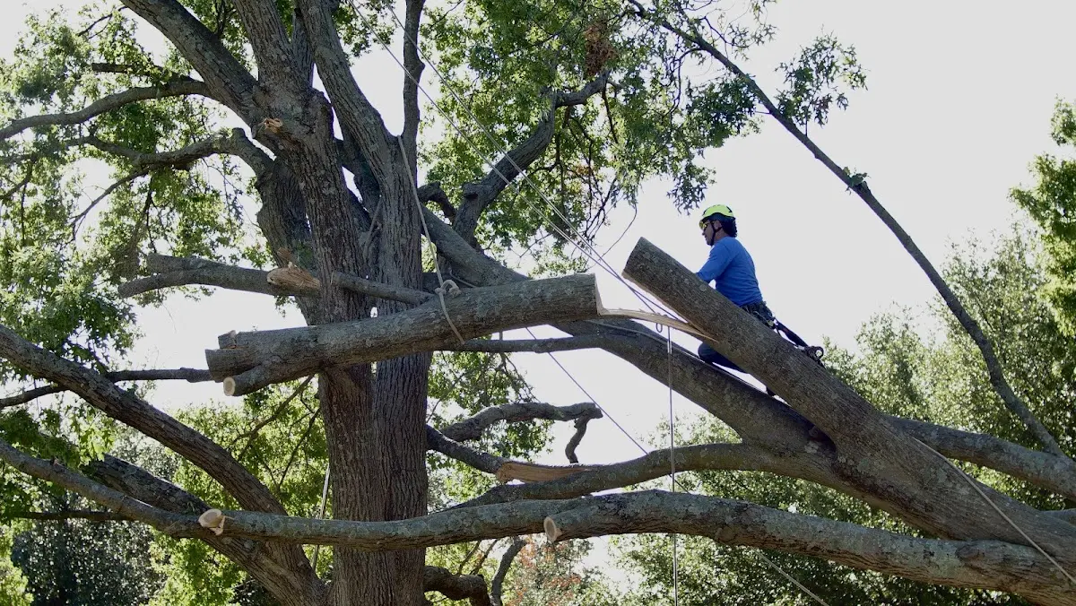 Professional Crown Thinning performed by certified arborists in Tempe